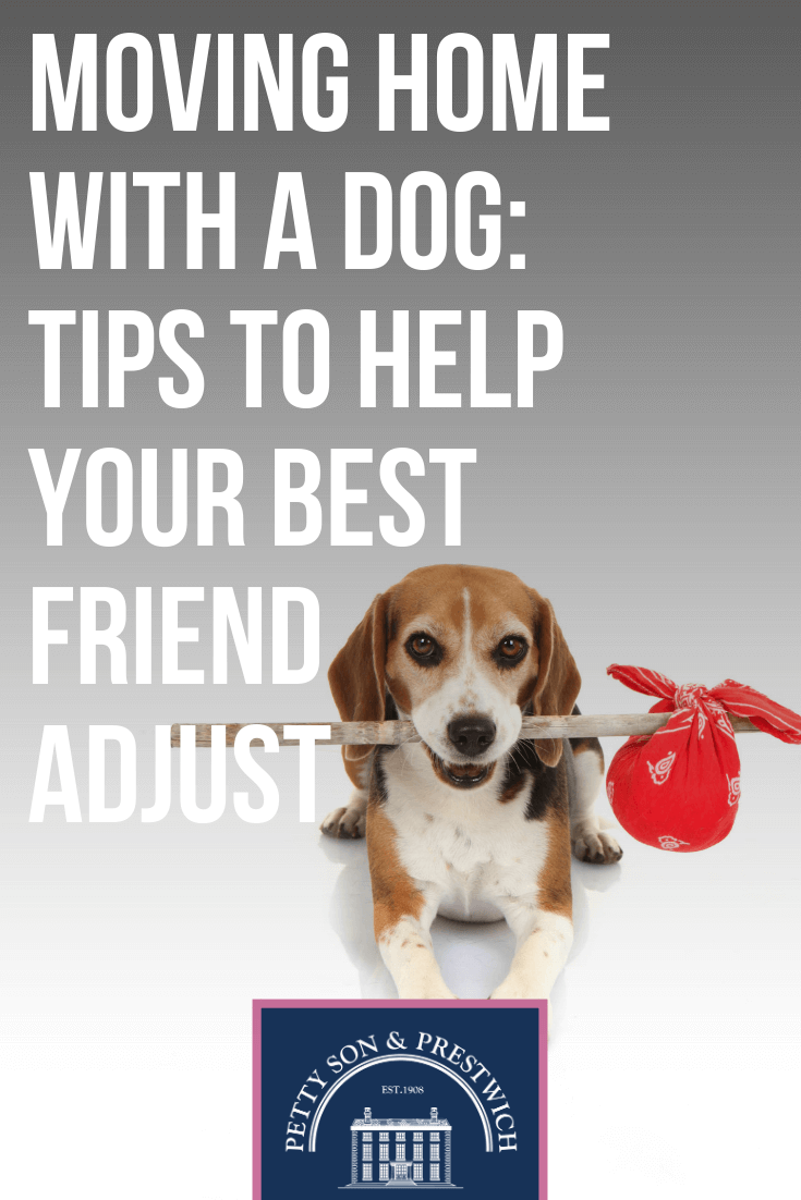 Moving Home With A Dog Tips To Help Your Best Friend Adjust 1