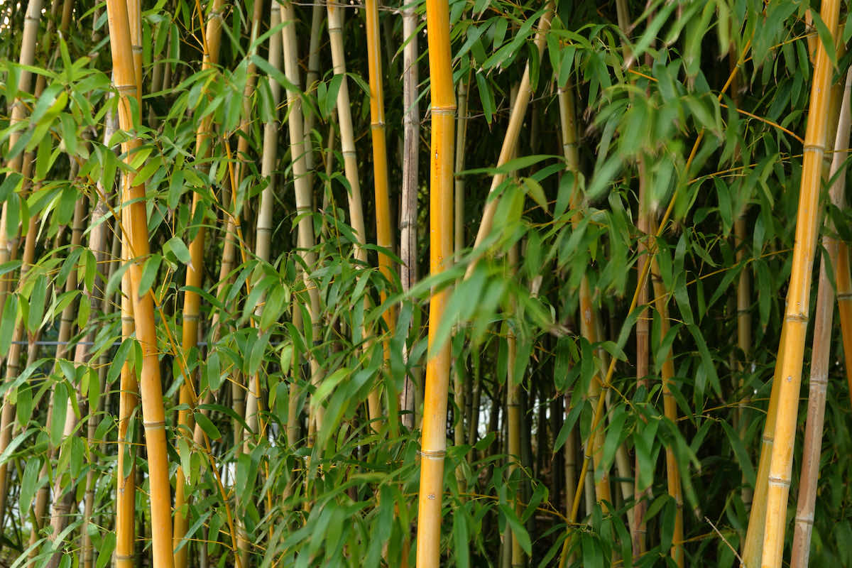 bamboo improve garden privacy