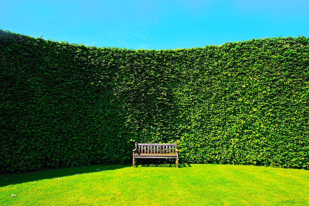 hedges improve garden privacy