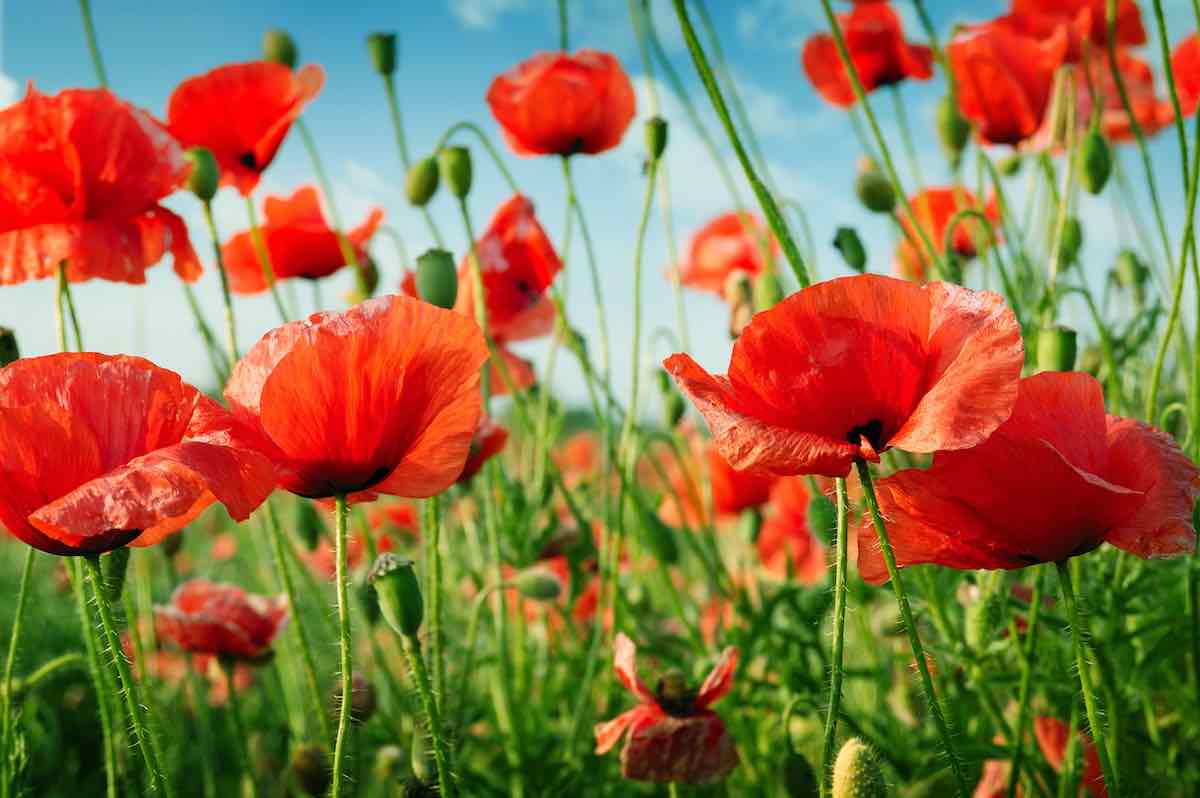 sow poppies
