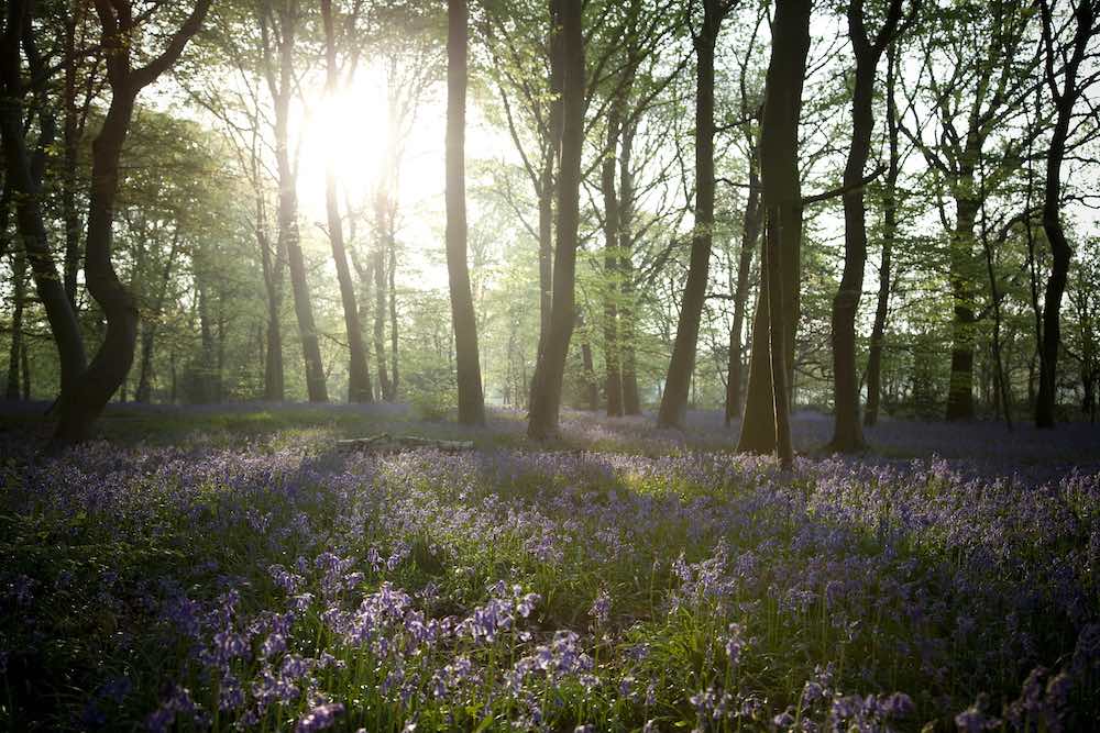 bluebells chalet wood wanstead park