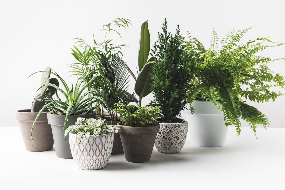 house plants 9 Last Minute Christmas Gift Ideas For Property Movers