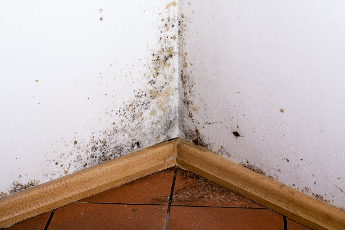 damp mould in corner of room