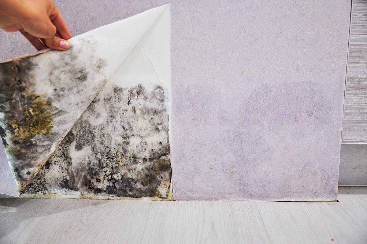 Mould In Rented Property: Who's Responsible? Landlord Or Tenant?