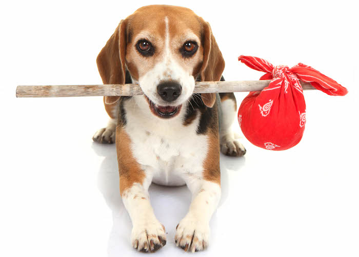 Moving Home With A Dog: Tips To Help Your Best Friend Adjust