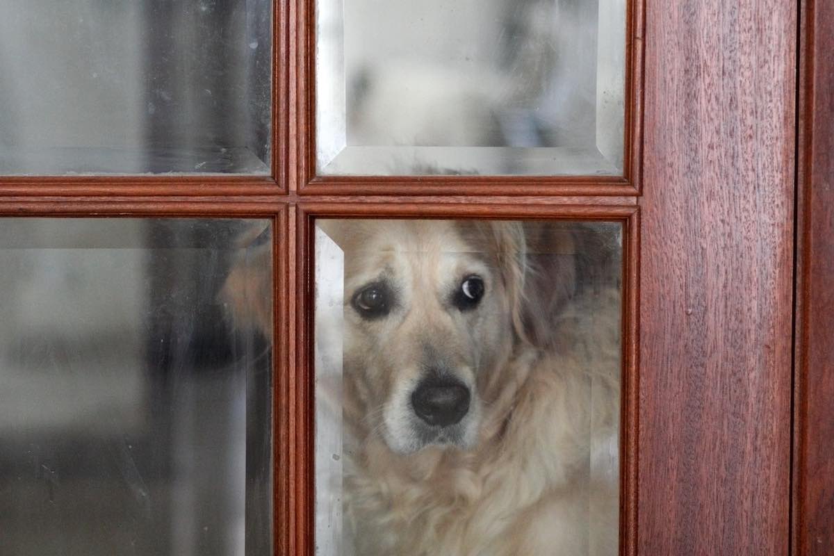 sad dog after moving home