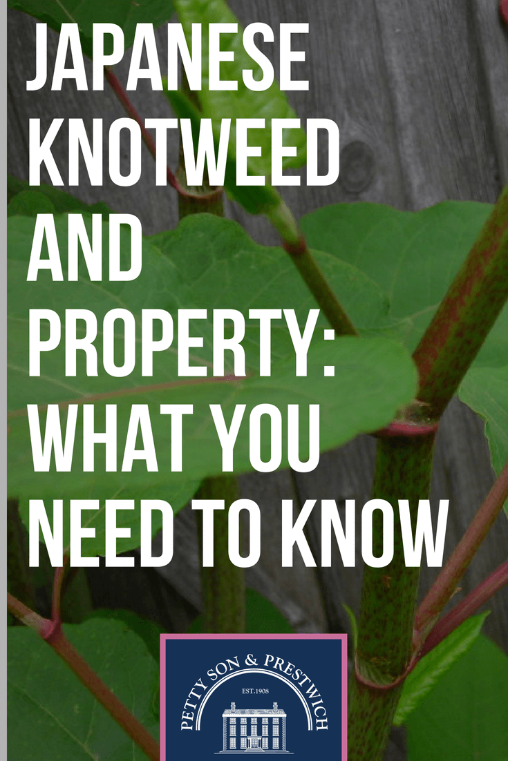 japanese knotweed and property what you need to know