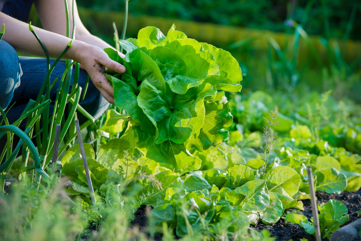 grow your own veg