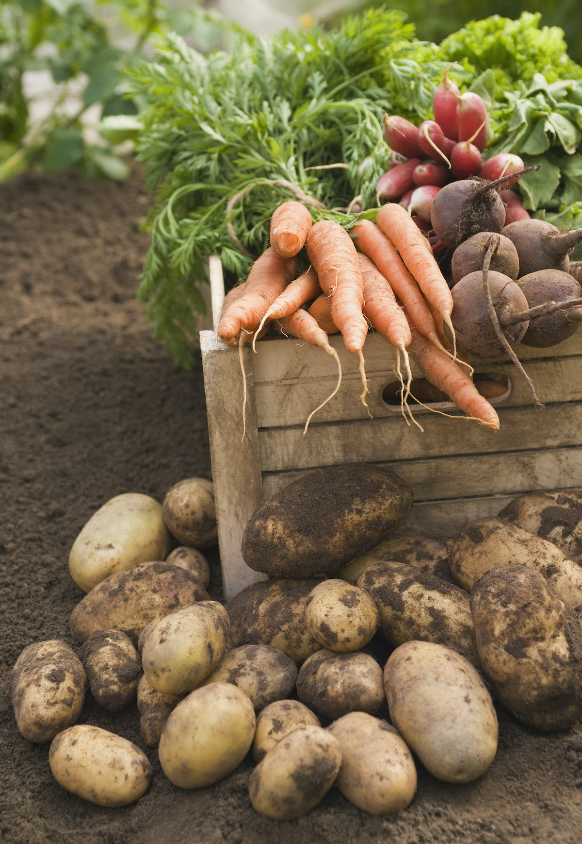 eco tenants sustainably grown veg