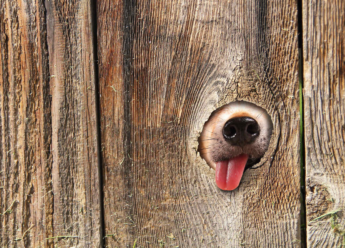 high fences dog friendly garden