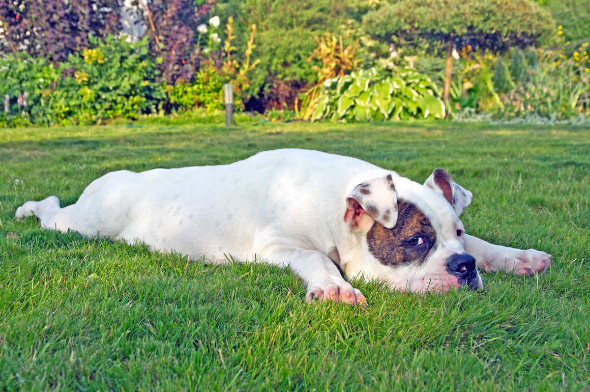 shade dog friendly garden