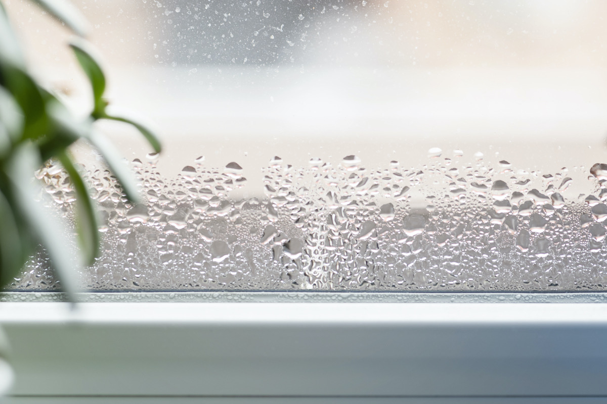 condensation damp