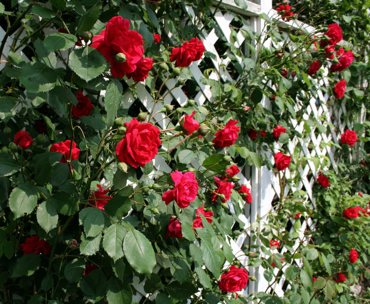 trellis improve garden privacy