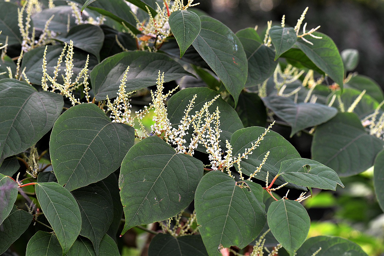 japanese knotweed property