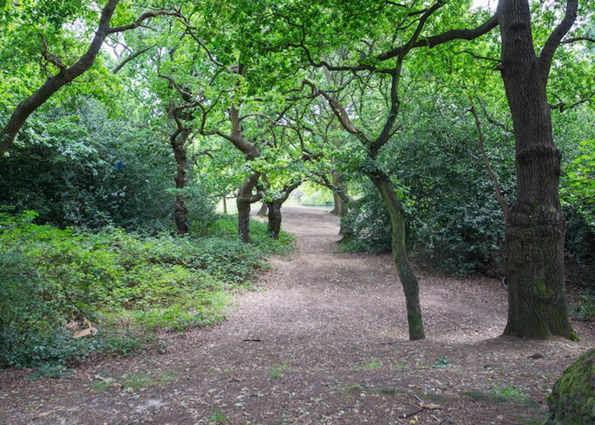 epping forest centenary walk