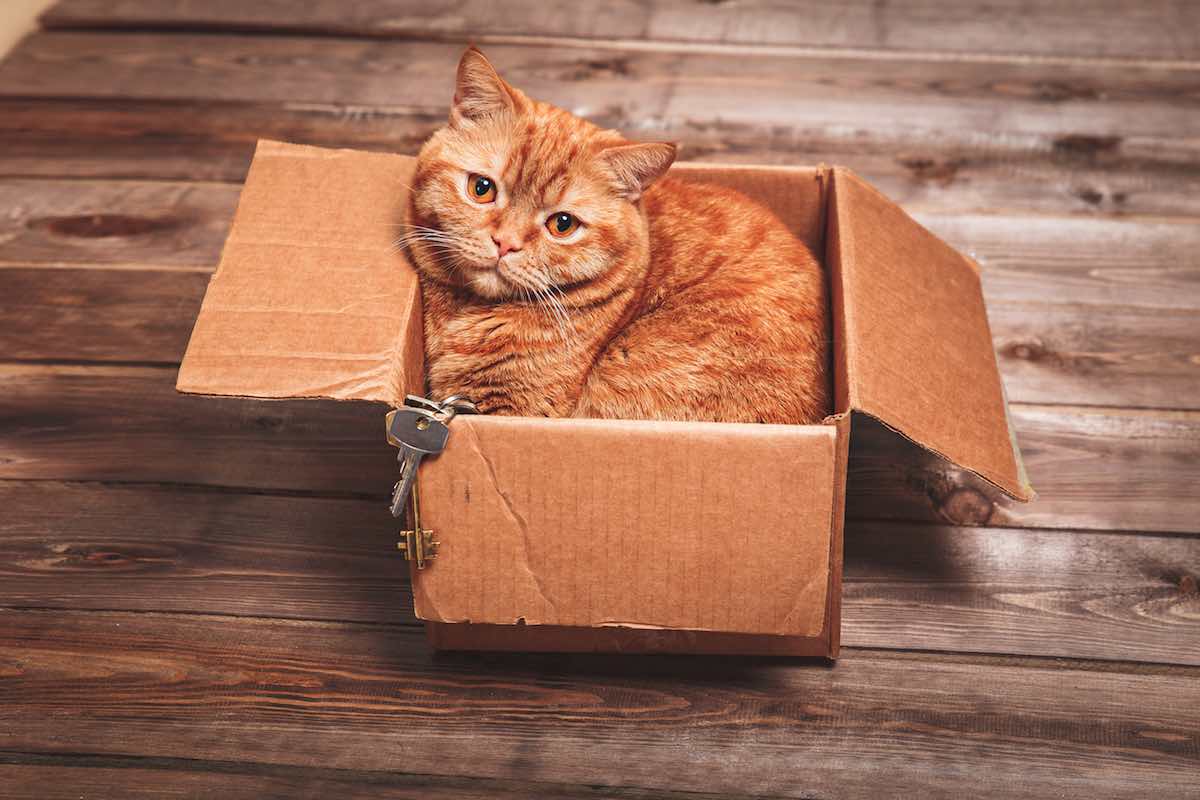 moving home at christmas pets