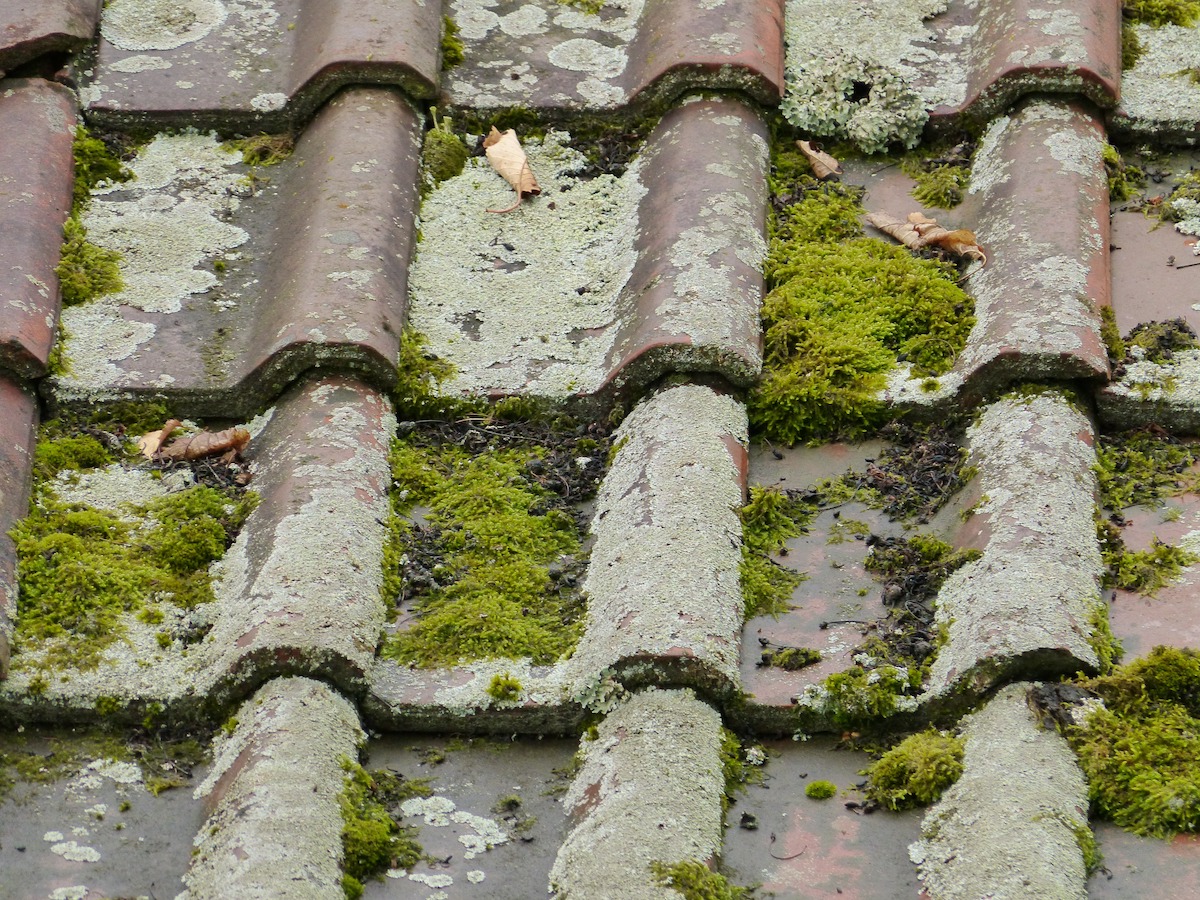 moss on roof JS