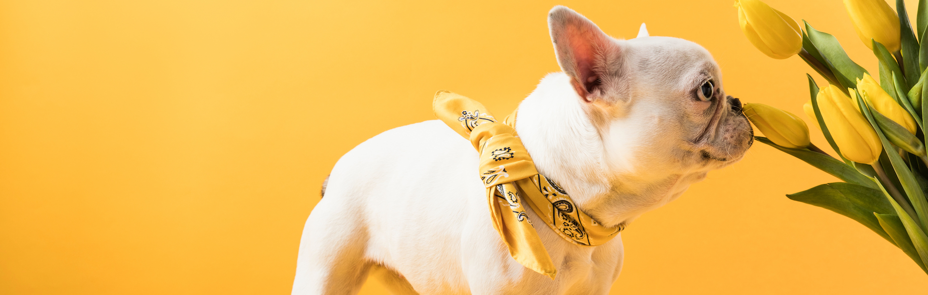 Do Smells Sell Homes? The Top 5 Scents For Property Viewings