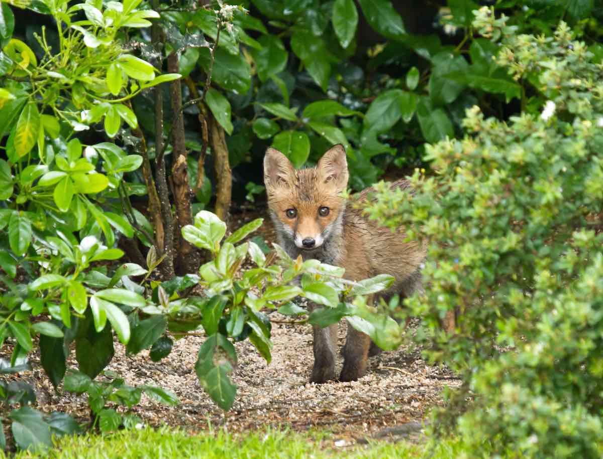 fox wildlife garden