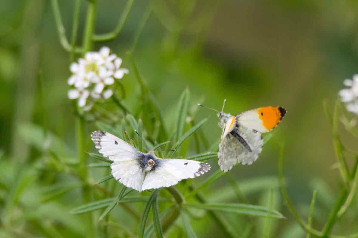 wildlife garden for butterflies