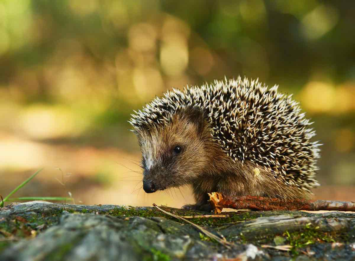 wildlife garden hedgehog