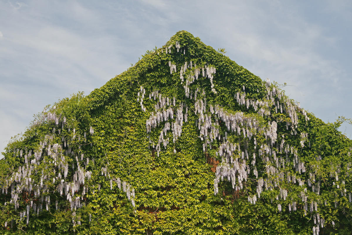 chinese wisteria on house