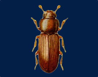 Common Furniture Beetle