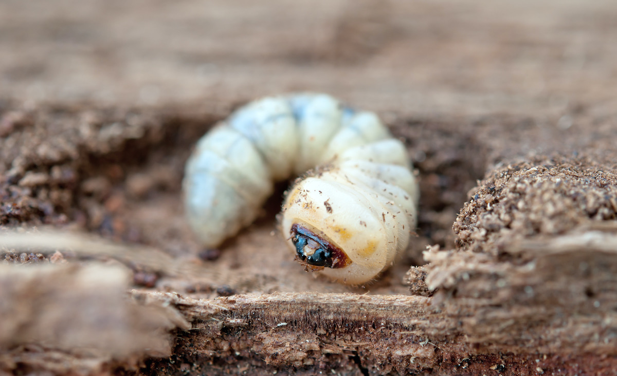 woodworm larvae